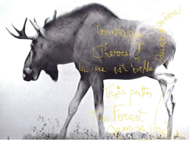 Le cousin nordique de Spider Grosse Vache